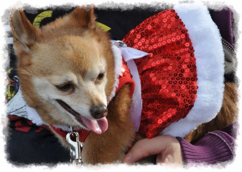 Christmas Chihuahua