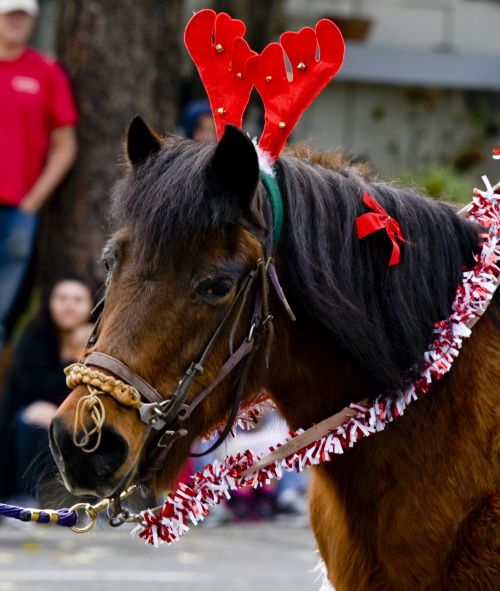 Christmas Horse