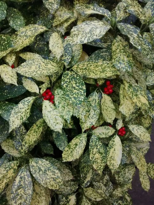 Christmas Plant