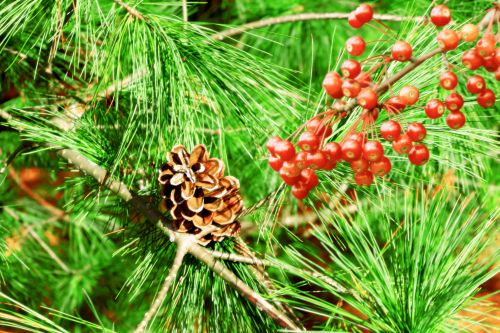 Christmas Pine With Berries
