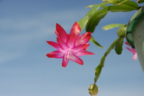 christmas plant cactus flower