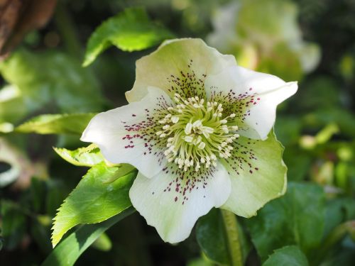 christmas rose anemone blanda flower