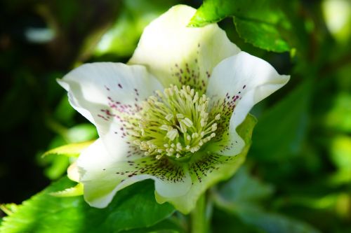 christmas rose anemone blanda flower