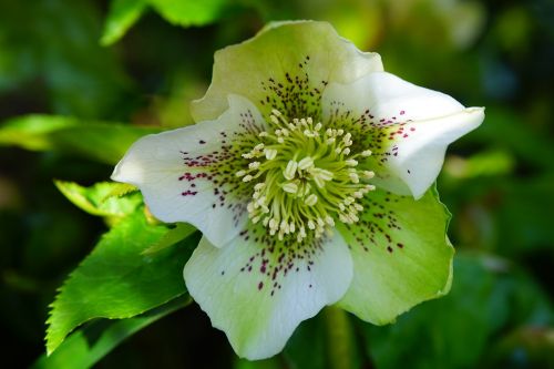 christmas rose anemone blanda flower