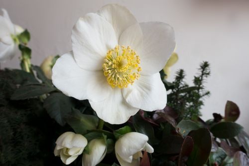 christmas rose flower white