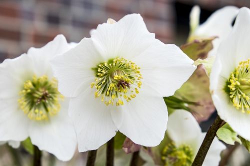 christmas rose winter white