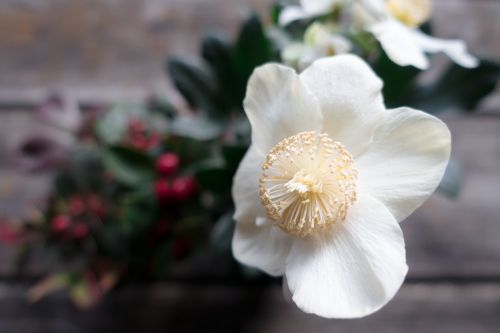 christmas rose flower white