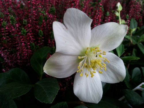 christmas rose christmas white