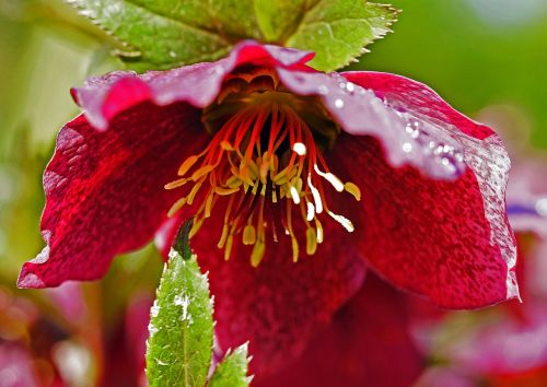 christmas rose blossom bloom