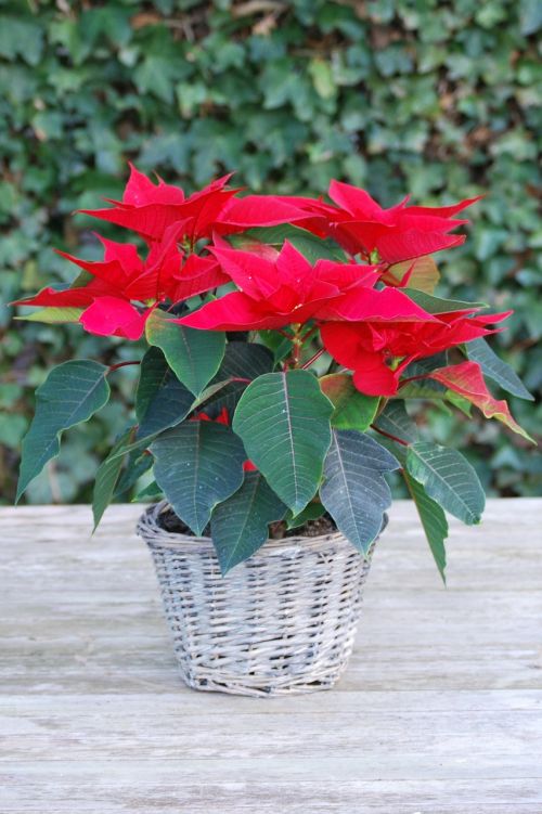 christmas rose flowers red