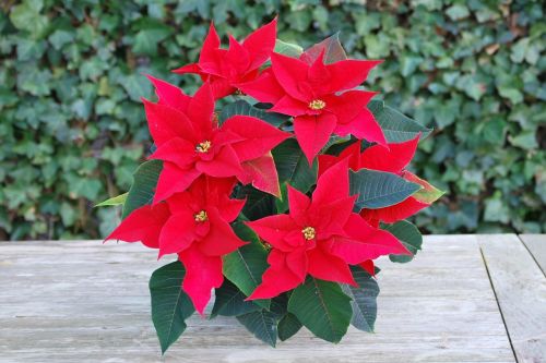 christmas rose flowers red