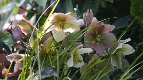 christmas rose blossom bloom