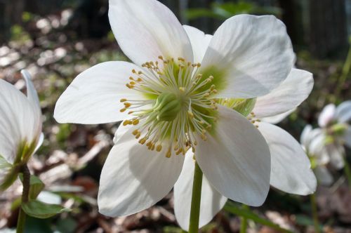 christmas rose anemone blanda winterblueher