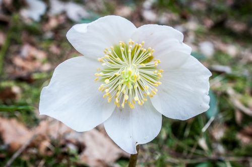 christmas rose anemone blanda winterblueher