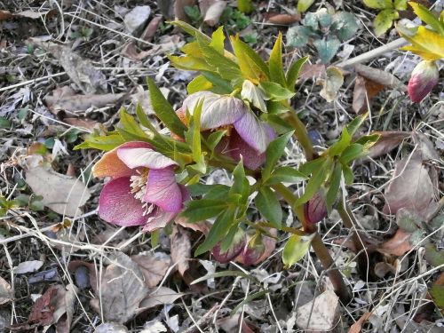 christmas rose spring flowers hellebore