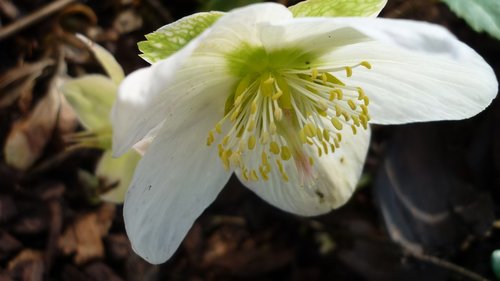 christmas rose  flower  white