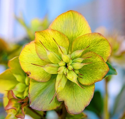 christmas rose  faded  flower