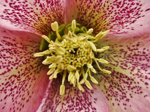 christmas rose  speckled  rose