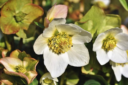 christmas rose  anemone blanda  winterblueher