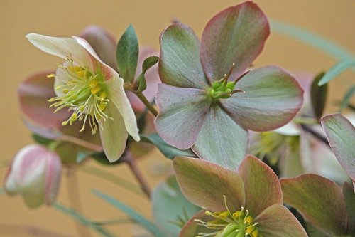 christmas rose  winterblueher  anemone blanda