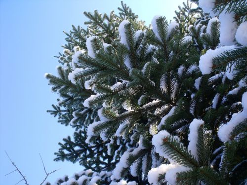 christmas tree snow christmas