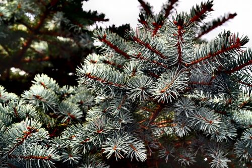 christmas tree winter christmas