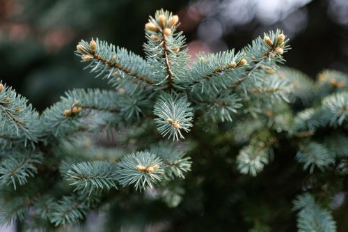 christmas tree winter christmas