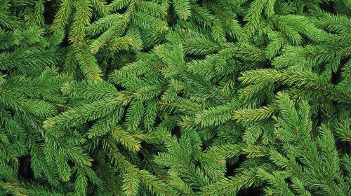christmas tree needles spruce