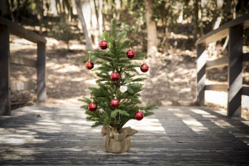 christmas tree forest bridge