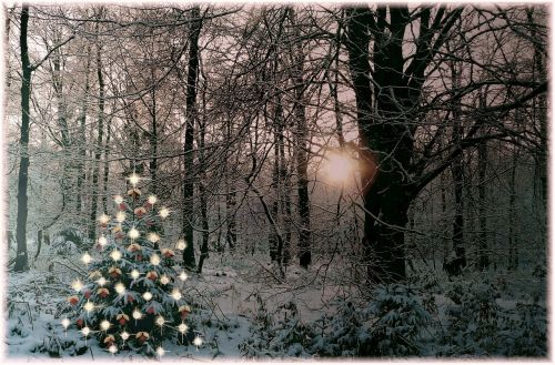 christmas tree christmas sparkle