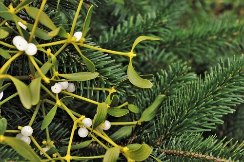 christmas tree  mistletoe  decoration