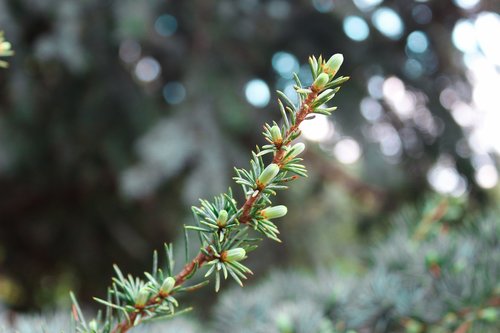 christmas tree  branches  larch