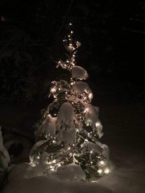 christmas tree snow illuminated