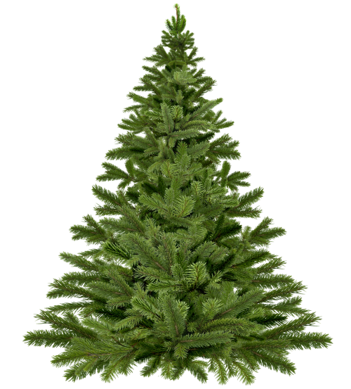 christmas tree christmas christmas tree pine