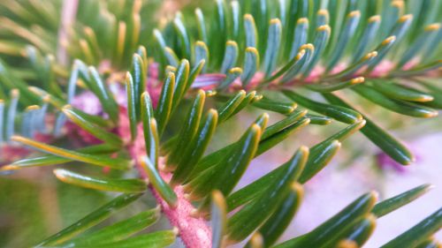 Christmas Tree Close-up