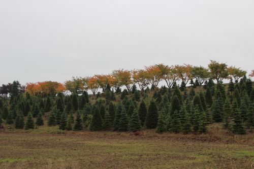 Christmas Tree Farm