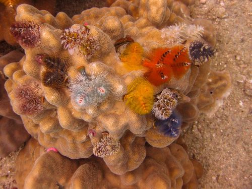 christmas tree worms coral underwater