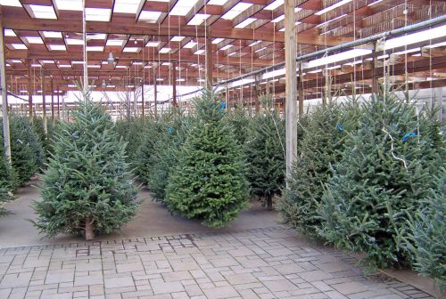 Christmas Trees For Sale