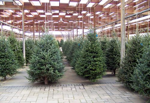 Christmas Trees For Sale