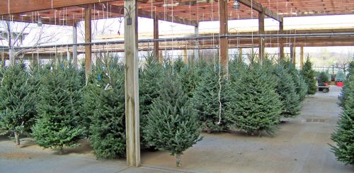 Christmas Trees For Sale