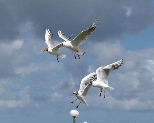 chroicocephalus ridibundus birds flying