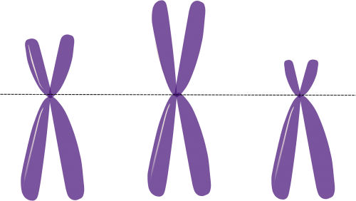 chromosomes genetics metacentric