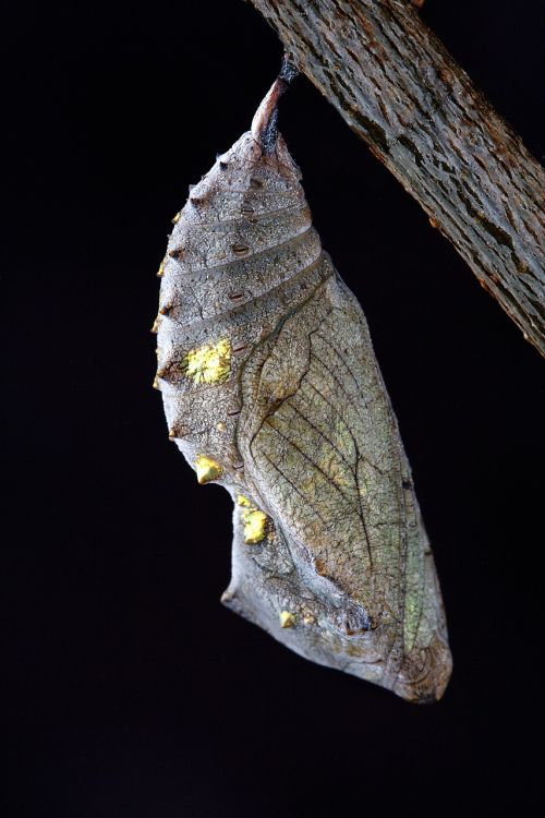 chrysalis macro close up