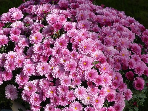 chrysantemum  flowers  pink