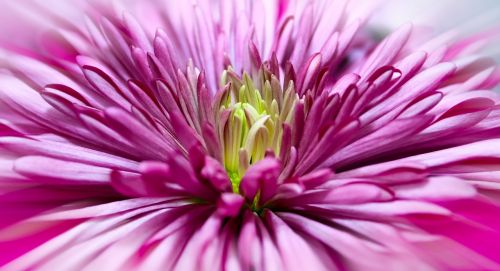 chrysanthemum close blossom