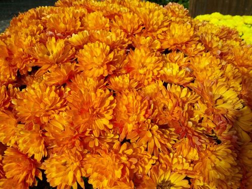 chrysanthemum flowers orange