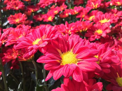 chrysanthemum flowers red