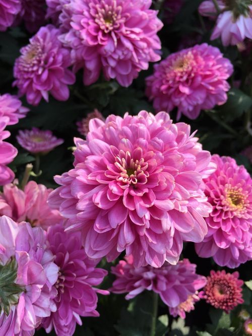 chrysanthemum pink cascade