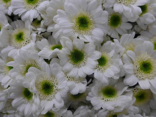 chrysanthemum flower white