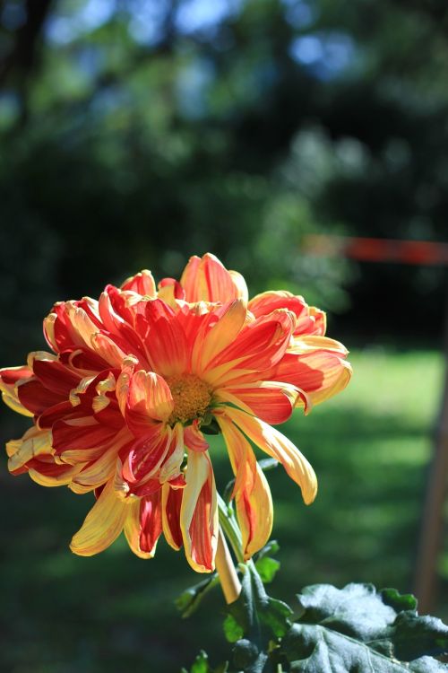 chrysanthemum red summer